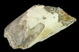 Fossil Mastodon (Gomphotherium) Tusk Sections - Kansas #136667-9